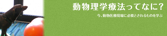 動物理学療法ってなに？